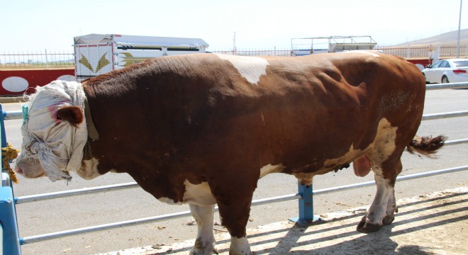 1 tonluk boğa 18 bin liraya alıcı buldu