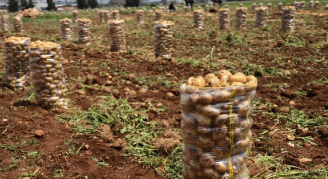 2 bin tondan fazla patates virüslü çıktı