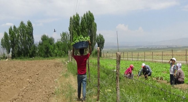 Doğu Ovalarında tütün zamanı