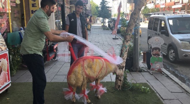 Doğu’da yaşatılan gelenek: Gelin Koçu