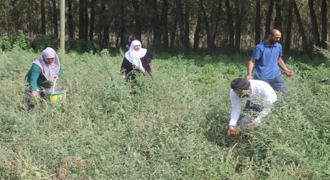 Doğu’da yılın son hasadı