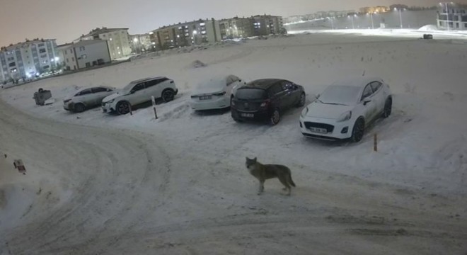 Erzurum'da kurt kent merkezine indi
