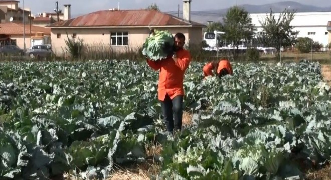 Hükümlülerden organik tarıma üretim desteği