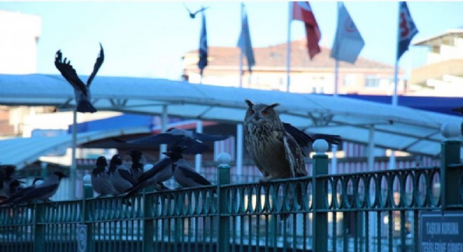 Oltu Çayında puhu ile kargaların yaşam mücadelesi