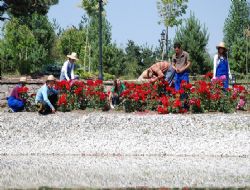 Ata Botanik Parkta yeni düzenleme