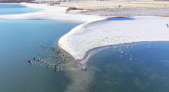 Soğuk havada doğanın sessiz misafirleri