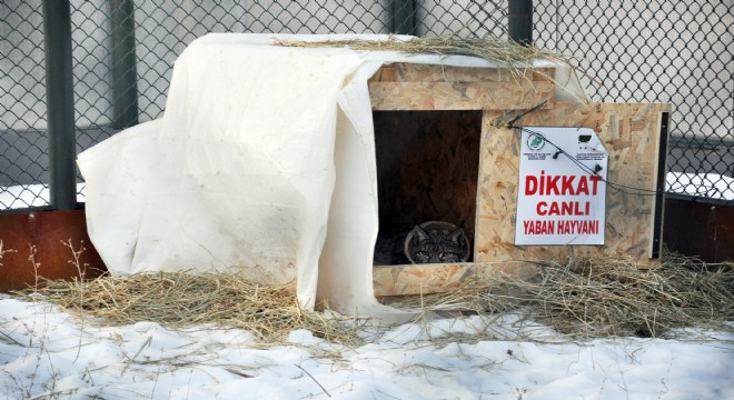 Yaralı Vaşak, bulunduğu yere bırakılacak