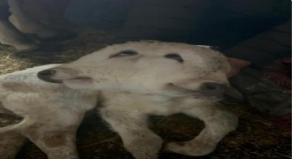 çift başlı buzağı dünyaya geldi