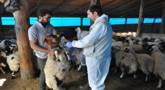 Küçükbaş hayvanlar kayıt altına alınıyor