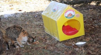 Oltu GM'den sokak hayvanlarına destek