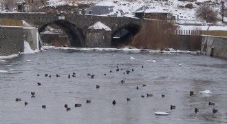 Yaban hayatı şehre indi